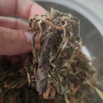 Karden Bitkisel Ürünler Hindiba Otu Aldım Paketin İçinden Taş Veya Toprak Benzeri Cisimler Çıktı!