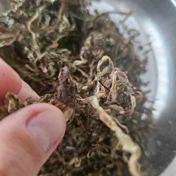 Karden Bitkisel Ürünler Hindiba Otu Aldım Paketin İçinden Taş Veya Toprak Benzeri Cisimler Çıktı!