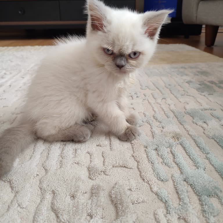 Aldığım Kedi Hasta Çıktı Ve Kısa Sürede Hayatını Kaybetti