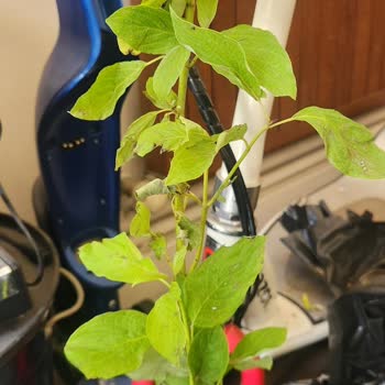 Satıcı Güvensizliği Ve Ayıplı Ürün Sorunu