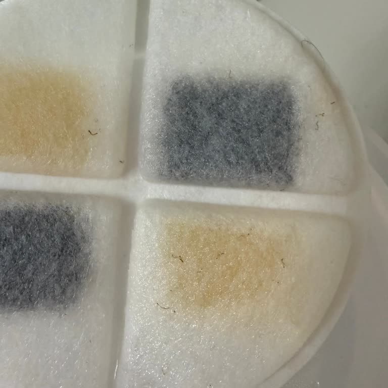 Xenon Kedi Su Pınarında Parazit Ve Müşteri Hizmetlerinde İlgisizlik Yaşadım