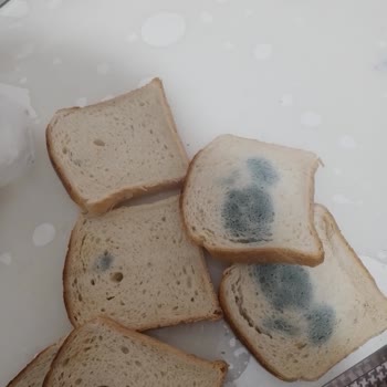 BİM'den Aldığım Ekmek Küflü Çıktı!