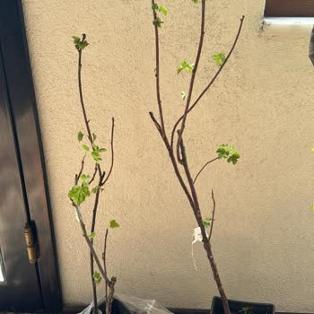 Aldığım Fidanlar Kırık Ve Kurumuş Geldi, Kötü Kargolama Ve İlgisiz Müşteri Hizmeti