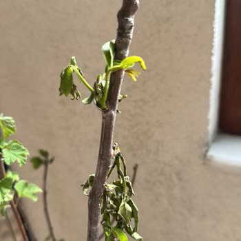 Aldığım Fidanlar Kırık Ve Kurumuş Geldi, Kötü Kargolama Ve İlgisiz Müşteri Hizmeti