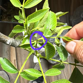 Aldığım Fidanlar Kırık Ve Kurumuş Geldi, Kötü Kargolama Ve İlgisiz Müşteri Hizmeti