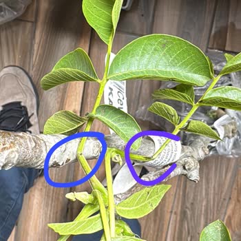 Aldığım Fidanlar Kırık Ve Kurumuş Geldi, Kötü Kargolama Ve İlgisiz Müşteri Hizmeti