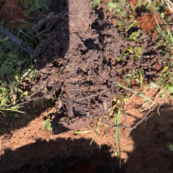 Aldığım Fidanlar Kırık Ve Kurumuş Geldi, Kötü Kargolama Ve İlgisiz Müşteri Hizmeti