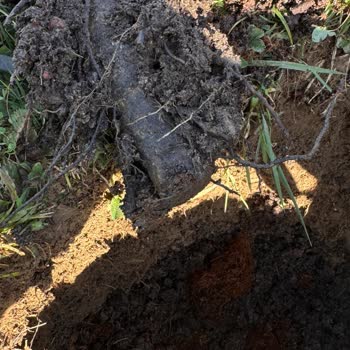 Aldığım Fidanlar Kırık Ve Kurumuş Geldi, Kötü Kargolama Ve İlgisiz Müşteri Hizmeti