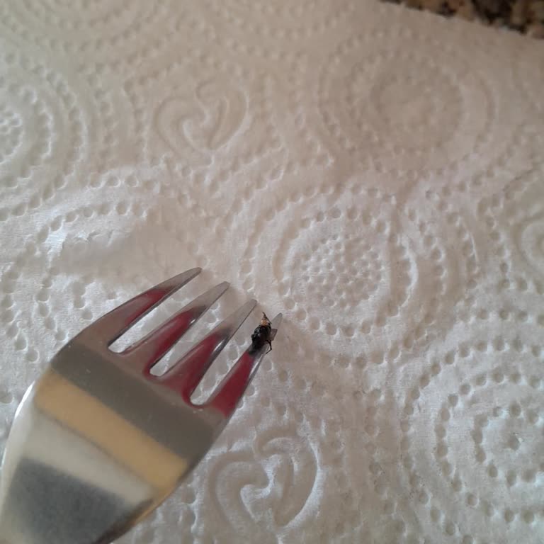 Makarnadan Çıkan Sinek Karşısında Yaşanan Hayal Kırıklığı