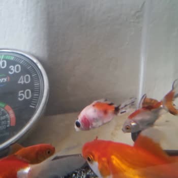 Yanlış Ve Hasta Balık Gönderimi, Maddi Zarar