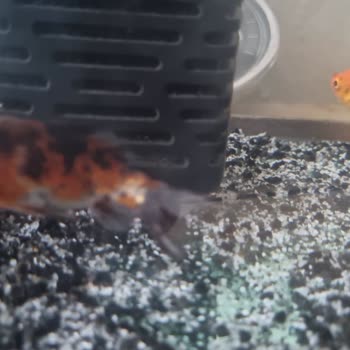 Yanlış Ve Hasta Balık Gönderimi, Maddi Zarar