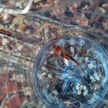 Yanlış Ve Hasta Balık Gönderimi, Maddi Zarar