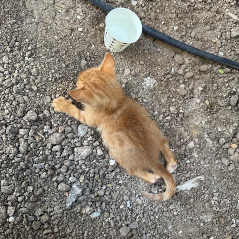 Tedavi İçin Götürdüğümüz Kedinin Habersiz Uyutulması