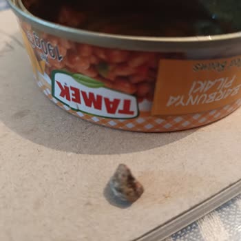 Konserve İçinde Taş Çıkması Nedeniyle Yaşanan Mağduriyet