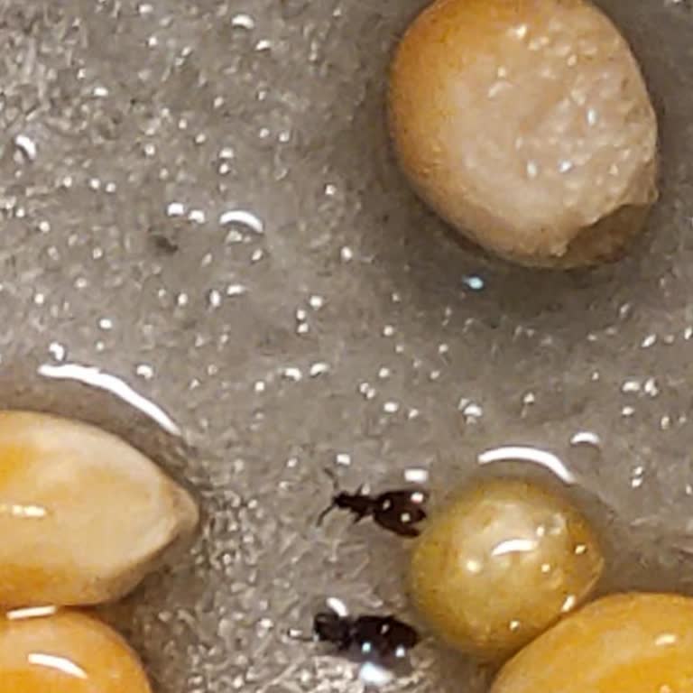 Aldığım Cin Mısırında Canlı Böceklerle Karşılaştım