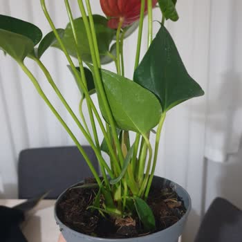 Siparişimdeki Çiçek Görseli Ve Kalitesi Tam Bir Hayal Kırıklığı Yaşattı