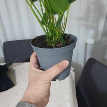 Siparişimdeki Çiçek Görseli Ve Kalitesi Tam Bir Hayal Kırıklığı Yaşattı