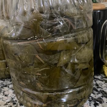 Sipariş Ettiğim Asma Yaprakları Eksik Ve Kalitesiz Gönderildi, İade Yapılmadı