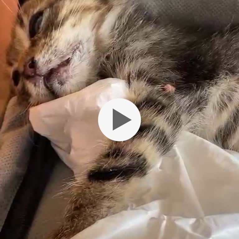 Hijyenik Olmayan Bakımevinde Kedim Tedavi Sonrası Hayatını Kaybetti