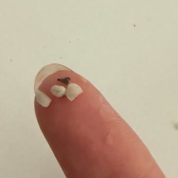 Burcu Yaprak Sarmada Taş Benzeri Cisim Ve Güven Sorunu