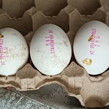 Kirli Ve Küflü Yumurtalar Tüketiciye Sunulmamalı