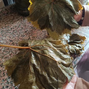 Instagram'dan Alınan Asma Yaprağı Beklentiyi Karşılamadı