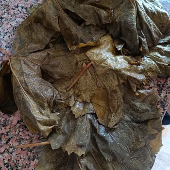 Instagram'dan Alınan Asma Yaprağı Beklentiyi Karşılamadı