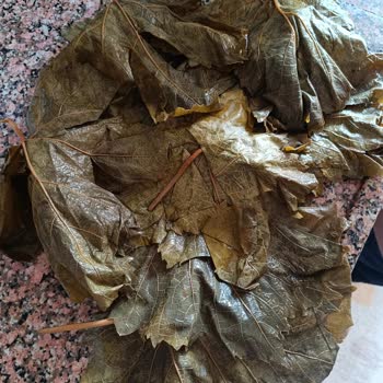 Instagram'dan Alınan Asma Yaprağı Beklentiyi Karşılamadı