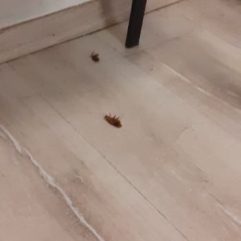 Eki aç