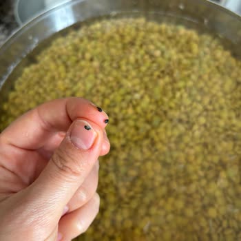 Böceklenmiş Yeşil Mercimek Ve İlgisiz Müşteri Hizmeti