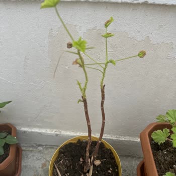 E-fidancım Hayal Kırıklığı Yaratan Eksik Ve Solmuş Çiçek Teslimatı!