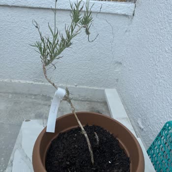 E-fidancım Hayal Kırıklığı Yaratan Eksik Ve Solmuş Çiçek Teslimatı!