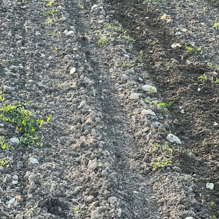 Karpuz Tohumları Çıkmadı 25 Dönüm Arazimiz Boş Kaldı