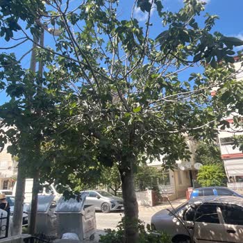 Bahçemizden İzinsiz Ürün Toplayan Ve Hakaret Eden Otel Sahibi