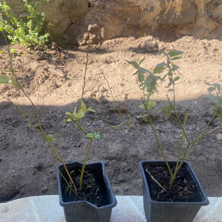 Yaban Mersini Ve Okaliptüs Fidanları Beklentimi Karşılamadı