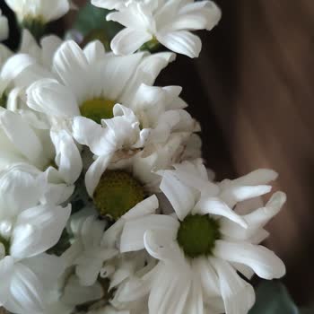 Çiçek Sepeti'nden Gelen Solmuş Ve Ezilmiş Çiçek Hayal Kırıklığı Yarattı