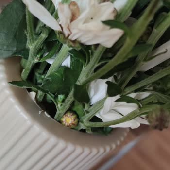 Çiçek Sepeti'nden Gelen Solmuş Ve Ezilmiş Çiçek Hayal Kırıklığı Yarattı