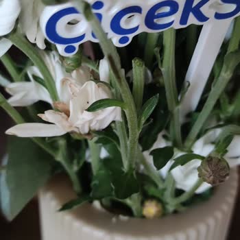 Çiçek Sepeti'nden Gelen Solmuş Ve Ezilmiş Çiçek Hayal Kırıklığı Yarattı