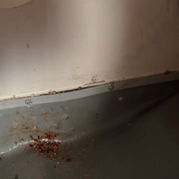 Garanti Kapsamında Değerlendirilmeyen Kedi Tuvaleti Deformasyonu Mağduriyeti