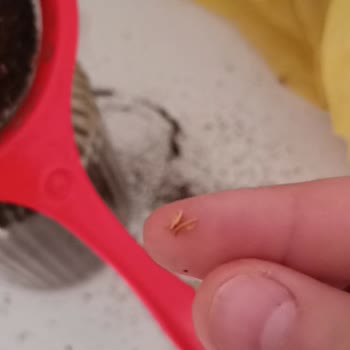 Aldığım Çayın Kalitesi Beklentimin Altında Kaldı