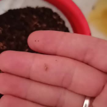 Aldığım Çayın Kalitesi Beklentimin Altında Kaldı