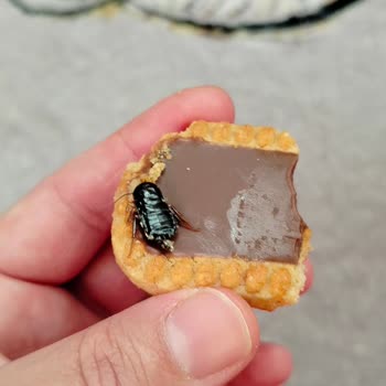 Küçük Çocuğumun Yediği Bisküvinin İçinden Örümcek Çıktı