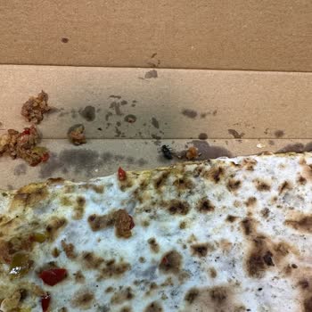 Kebapçı Hamza Sipariş Verdiğim Lahmacun Kutusundan Ölü Sinek Çıktı