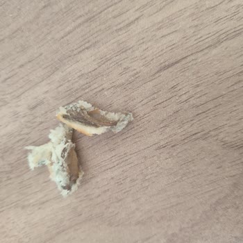 Zeytinli Kekikli Ekmekte Çekirdek Tehlikesi: Bebeğim İçin Endişelendim