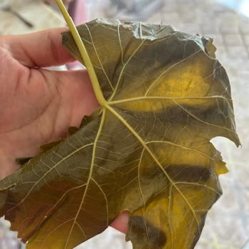 @tokatyaprak. Dükkanı Sipariş Ettiğim Yaprak Beklediğim Gibi Gelmedi Ve İade Talebim Reddedildi