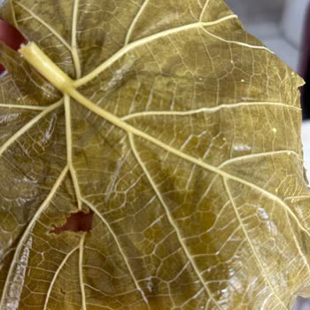 @tokatyaprak. Dükkanı Sipariş Ettiğim Yaprak Beklediğim Gibi Gelmedi Ve İade Talebim Reddedildi