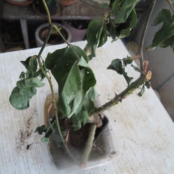 E-fidancım Migros Üzerinden Satın Alınan Kurumuş Gül Ve İlgisiz Müşteri Hizmeti!