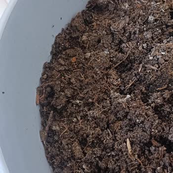 BİM'den Alınan Toprak Nedeniyle Saksı Çiçeğim Zarar Gördü