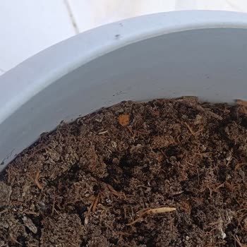 BİM'den Alınan Toprak Nedeniyle Saksı Çiçeğim Zarar Gördü