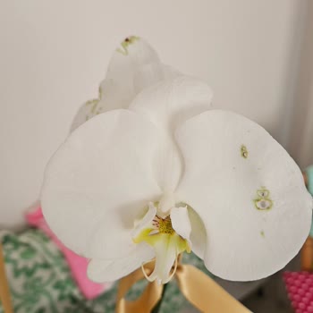 Kötü Durumda Orkide Teslimatı Ve İlgisiz Müşteri Hizmetiyle Hayal Kırıklığı